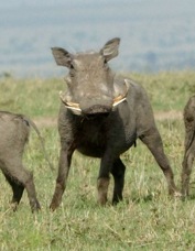 Warthog Common 9779