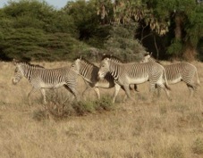Zebras Grevy's 3600