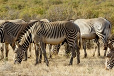 Zebras Grevys 3568