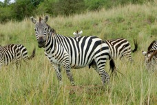 Zebra Plains 8975