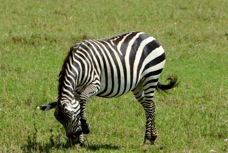 Zebra Plains 9999