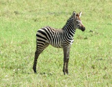 Zebra Plains baby 0002