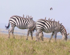 Zebra Plains with Wattled Starling 0279 Sa