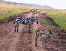 Zebra on the road  Sa 0289