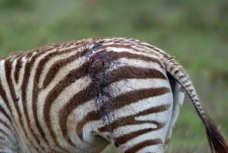 Zebra wounded by lion 0850