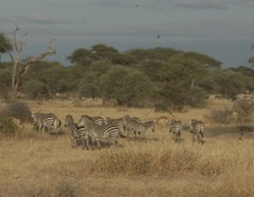 Zebras Tanangire Nat Park 7519