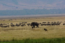 Wildebeasts & Elephant in Ngorongoro crater 1392