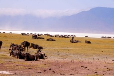 Wildebeasts in Ngorongoro Crater 0126