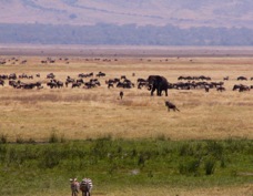 Wildebeasts and Elephant Ngorongoro Crater   Sa 0202