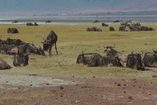 Wildebeasts in Ngorongoro crater 1241