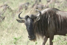 Wildebeest 8044