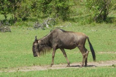 Wildebeest 9892