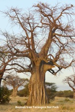 09d Beobab tree