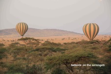 11n Serengeti balloons  