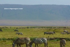 12g Zebra in Ngorongoro crater
