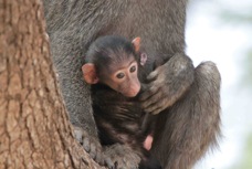Baboon and baby  59622