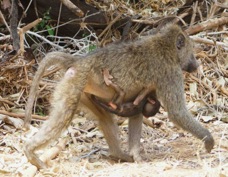 Baboon and baby 4478