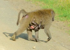 Baboon with baby 0949