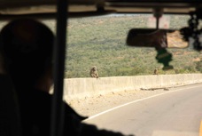 Baboons On the way to Maisai Mara   Sc