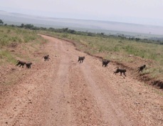 Baboons and the road 0233