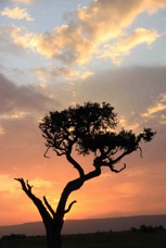 Masai Mara Sunset 5  Sc