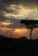 Serengeti Sunset  Sc 3
