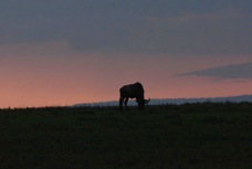 Sunset with Buffalo 9553