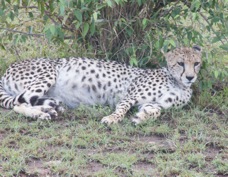 Cheetah Masai Mara Sa 007