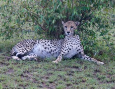 Cheetah Masai Mara 0011