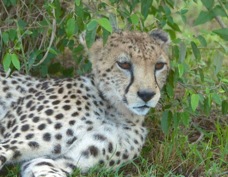 Cheetah 7839