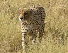 Cheetah 0278
