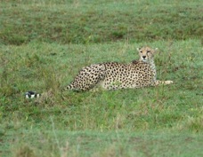 Cheetah 9644