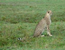 Cheetah 9656