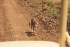 Cheetah on the road 2   Sc
