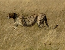Cheetah 0260