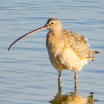 Long-billed Curlew-152