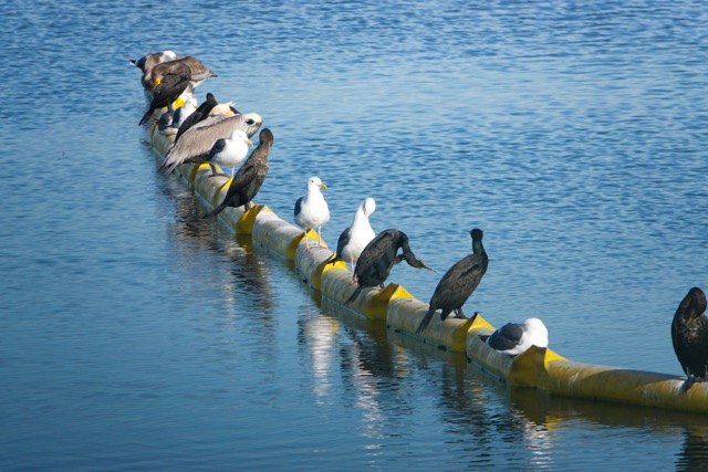 Birds on a float-88.jpg