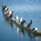 Birds on a float-88.jpg