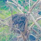 Red-tailed Hawk nest-88.jpg