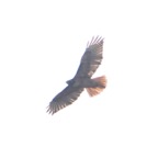 Red-tailed Hawk-183.jpg
