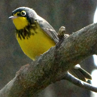 Canada Warbler male 1526 194