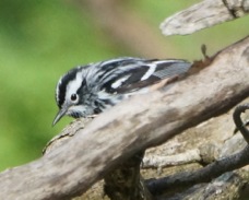 Black and White Warbler 1486