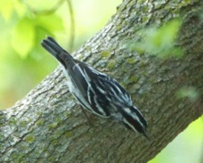 Black and White Warbler 4714