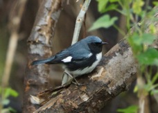 Black-throated Blue Warbler 0311
