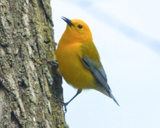 Prothonotary Warbler 3829