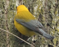 Prothonotary Warbler 3863