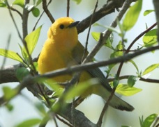 Prothonotary Warbler 4728