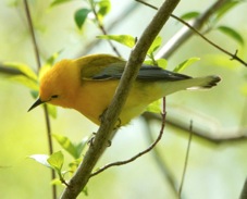 Prothonotary Warbler 4733