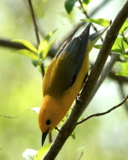 Prothonotary Warbler 4737