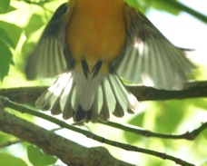 Prothonotary Warbler 4754